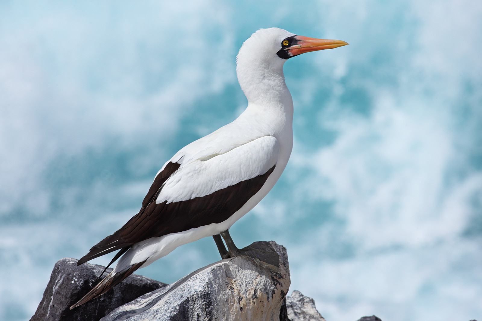 image Nazca Booby